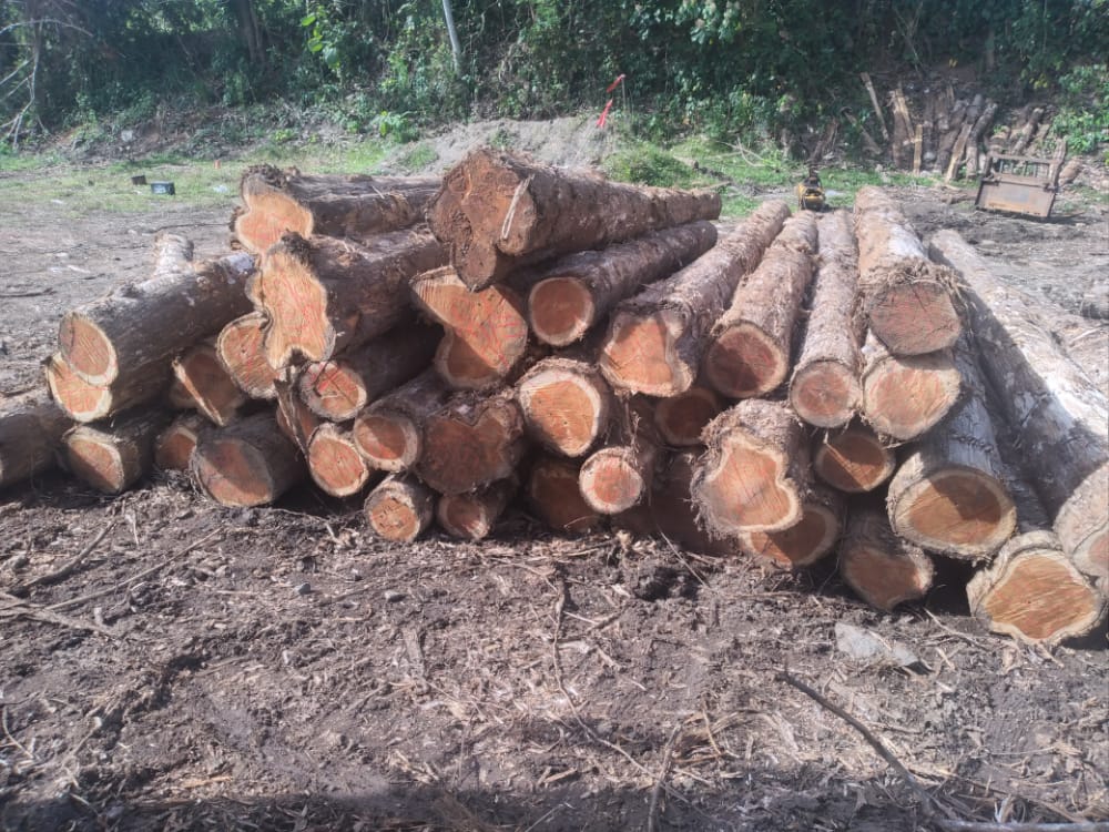 Panama Teak 7